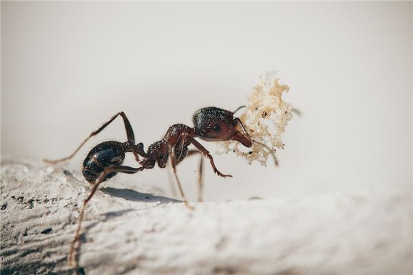 梦见蚂蚁嘴叼东西