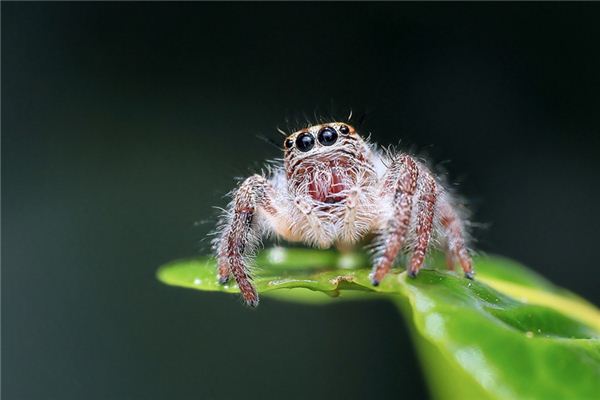 梦见毒蜘蛛是什么意思