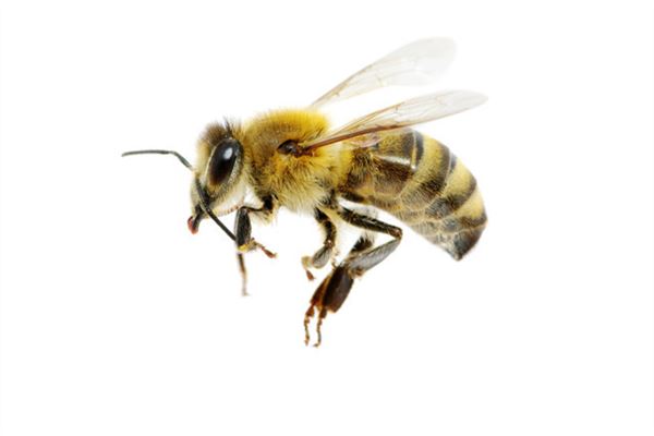 梦见蜜蜂，要预防糖尿病