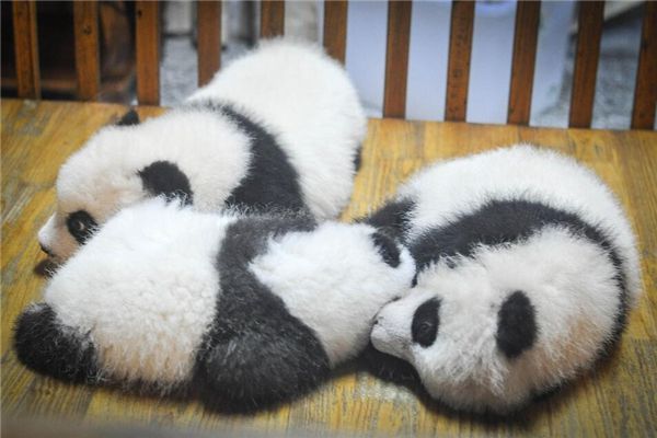 梦见小熊猫