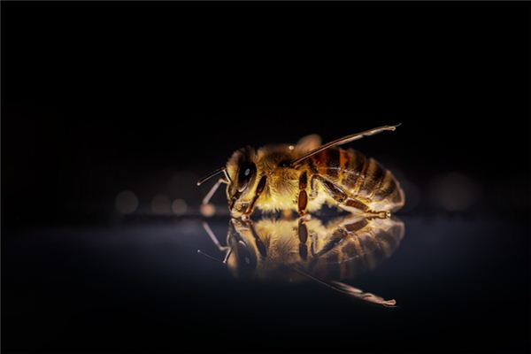 梦见蜜蜂蛰自己
